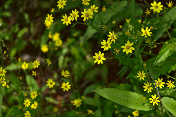 Kaas Plateau (Valley of Flowers)