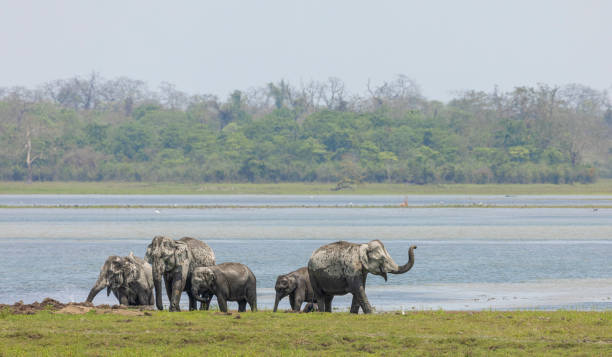 Kaziranga National Park