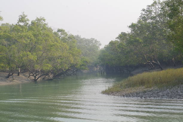 Sundarbans Mangrove Forest